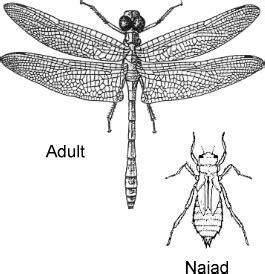 Order Odonata | ENT 425 – General Entomology