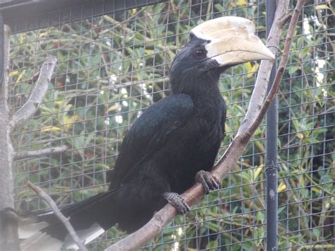 Male Black hornbill - ZooChat