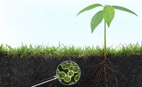 Microbes Will Feed the World, or Why Real Farmers Grow Soil, Not Crops - Modern Farmer