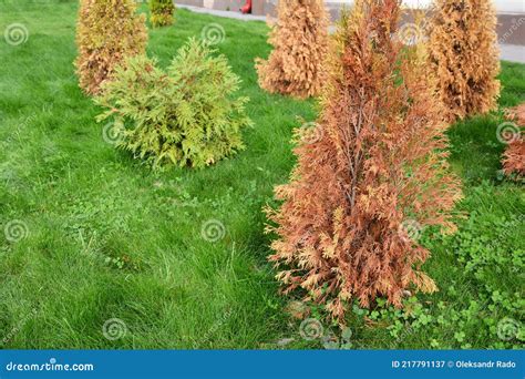 Thuja Green Natural Background, Thuja Branches Texture Royalty-Free ...