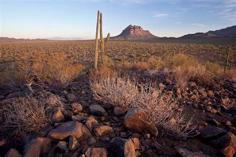 Ironwood Forest National Monument - DesertUSA