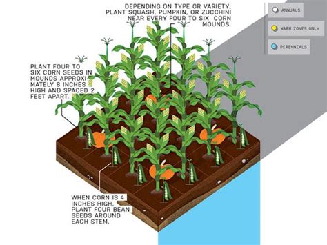 Three Sisters Garden Layout | Fasci Garden