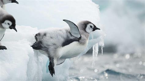 Scientists reveal the secret lives of emperor penguin chicks - CNET