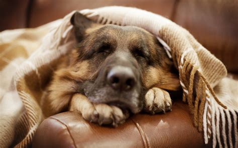 Dog Sleep - Wallpaper, High Definition, High Quality, Widescreen