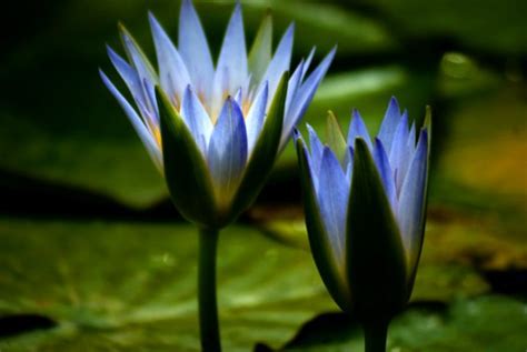 Blue Lotus of the Nile: The Narcotic Lily - Mermade Magickal Arts