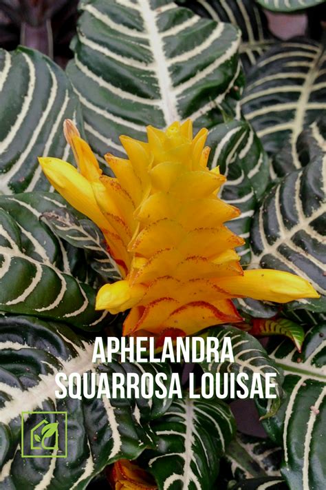 Aphelandra Squarrosa Louisae | Flower spike, Yellow flowers, Shrubs