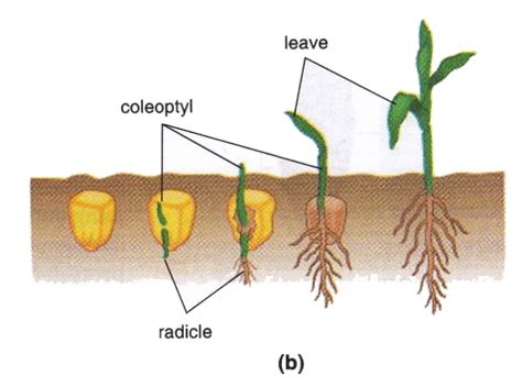 Early Growth Germination And Embryo Development Process On Plant - New Science Biology