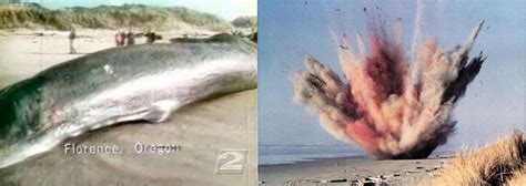50 Years Ago: Exploding Whale - by Rex Sorgatz