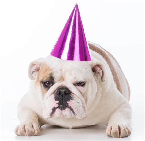 1,782 Dog Wearing Birthday Hat Stock Photos - Free & Royalty-Free Stock Photos from Dreamstime