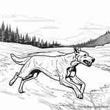 Greyhound Coloring Pages  Free & Printable sketch template