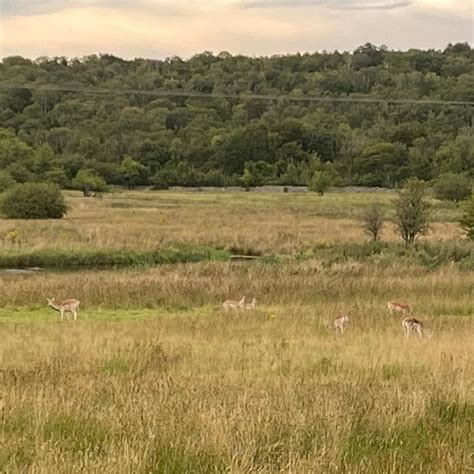 FELL END NATURE RESERVE (Milnthorpe) - 2022 What to Know BEFORE You Go