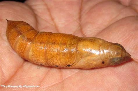 Moth Pupae | Nature, Cultural, and Travel Photography Blog