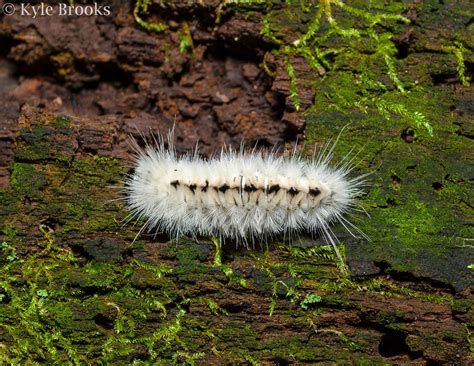 On the Subject of Nature: Fact Check: "Poisonous Canadian Caterpillar Invades Midwest!"