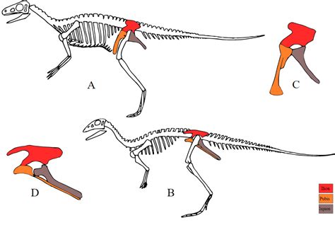 Evolution of Dinosaurs | Encyclopedia MDPI