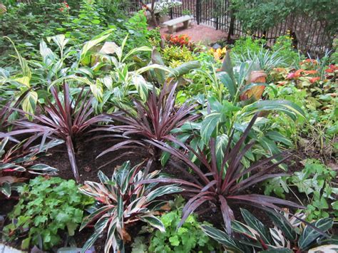 Shade Plants for Central Texas - Lisa's Landscape & Design