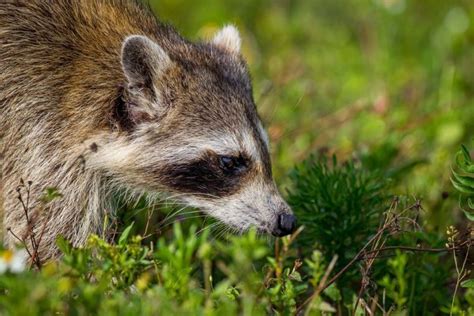 Raccoon Poop: Does It Carry Diseases And How Can We Dispose Of It? | Kidadl