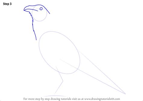 Learn How to Draw a Raven (Birds) Step by Step : Drawing Tutorials