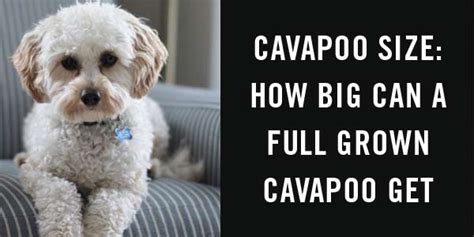 Cavapoo size: how big can a full grown cavapoo get - Cavapoo World