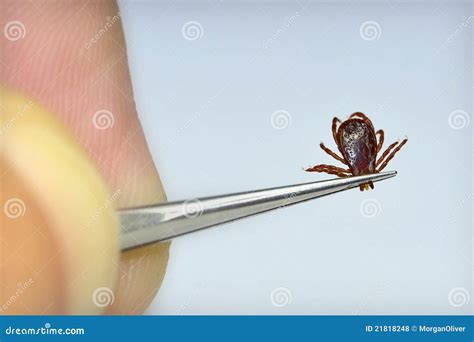 Dog Tick Removal stock photo. Image of disease, nature - 21818248