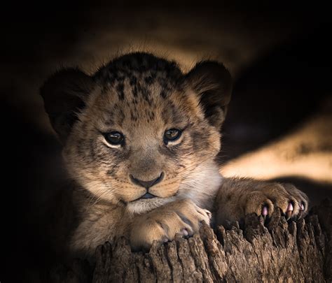 Fonds d'ecran Lions Petits Voir Patte Museau Animaux télécharger photo