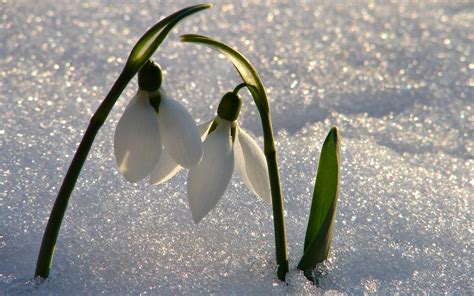 Wallpaper : flowers, grass, snow, green, snowdrops, leaf, flower, flora ...