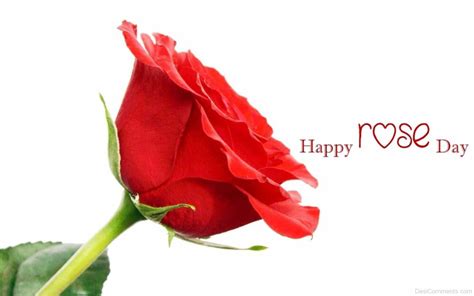 Happy Rose Day Nice Picture - DesiComments.com