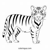 Tiger Coloring Pages Free Printable PDF sketch template