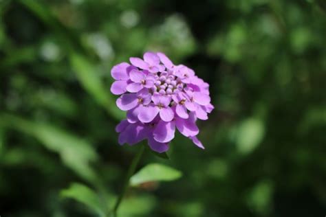 Free Images : garden, green, larch, flower, terrestrial plant, grass ...