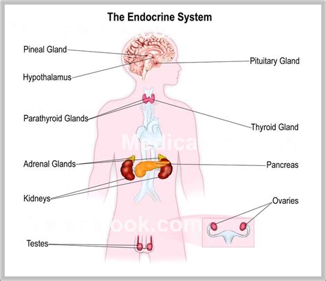 anatomy of endocrine system - Graph Diagram