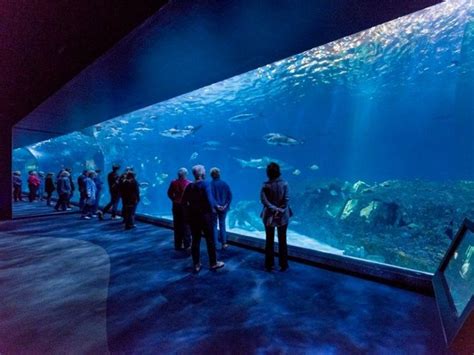 The North Carolina Aquarium Has 4 Must-See Locations Statewide - Trips ...