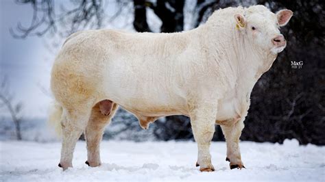 Charolais Bulls For Sale - Feb '21 - MacGregor Photography