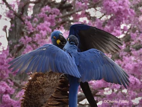 Purple Hyacinth Macaw