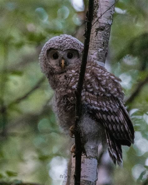 Ural owl - Capture Estonia Nature and Photography Tours