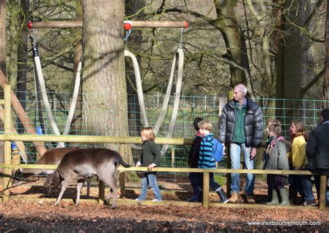 New Forest Wildlife Park | Visit Bournemouth