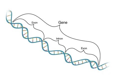 Exon-intron Structure Of Genes And Dna #1 by Science Photo Library