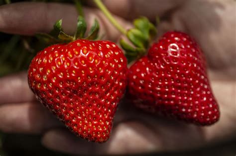 UC Davis Releases 5 New Strawberry Varieties - California Ag Network