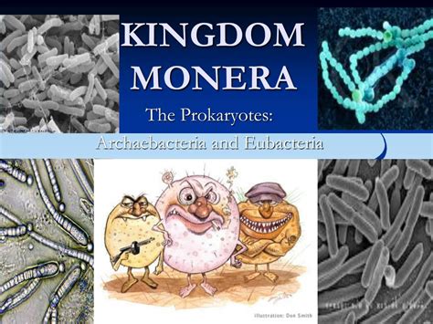 PPT - KINGDOM MONERA PowerPoint Presentation, free download - ID:5678386