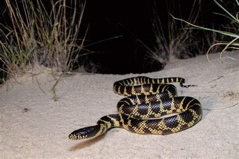 A gorgeous Desert Kingsnake (Lampropeltis splendida) from Cochise co. Arizona : r/herpetology