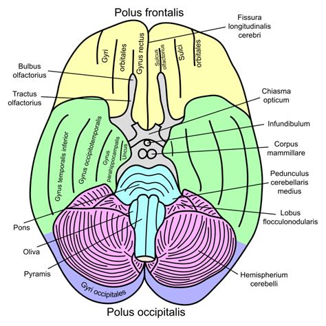 Parahippocampal gyrus | Wikiwand | Brain models, Medical illustration, Brain