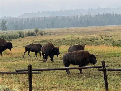 Yellowstone National Park's Bison Population is About to Drop