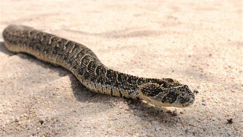 Common Highly Dangerous Snakes of South Africa - Camping Tips