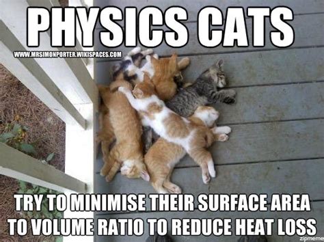 Science Cat Meme Physics