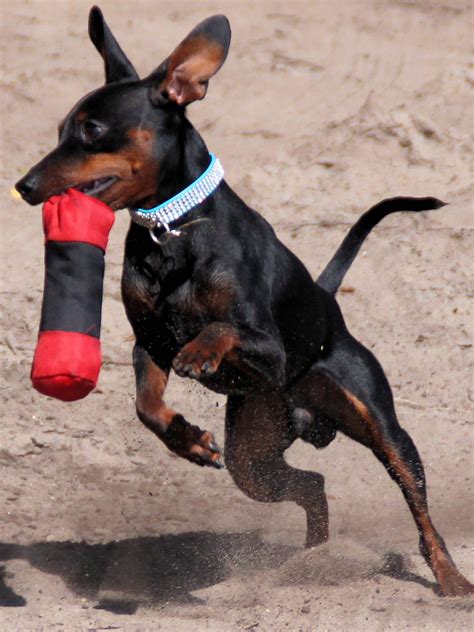 Miniature Pinscher - Training Course on Miniature Pinscher