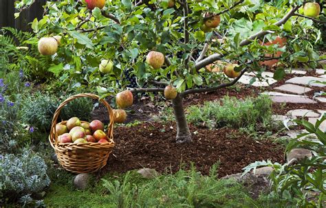 Growing Fruit Trees: A Beginner's Guide to Bountiful Harvests - This ...