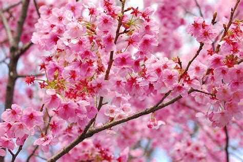 Desktop Hintergrundbilder Japanische Kirschblüte Rosa Farbe Blüte