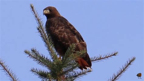 Red Tailed Hawk- Let's Out A Loud Screech! - YouTube