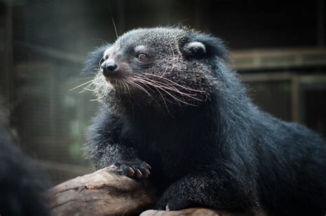 Binturong - Facts and Beyond | Biology Dictionary