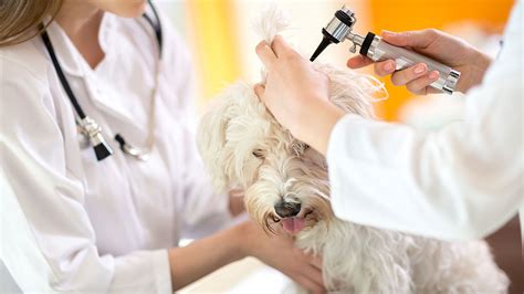 How Do Vets Treat Dog Ear Infections