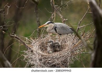 Grey Heron Nesting Crown Tree Heron Stock Photo 2085099943 | Shutterstock