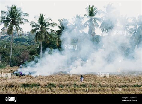 Slash and burn Stock Photo - Alamy